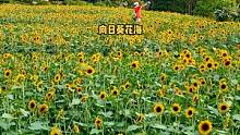 夏日炎炎，向日花开，拍照圣地，你知道向日葵的花语是什么吗？  #青秀山#向日葵