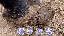蹄子断裂毛驴跳着走，斩断长甲去掉累赘，驴子走路轻巧快活了