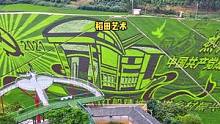 总的来趟南宁宾阳吧，看看这片稻田艺术画，太震撼了。