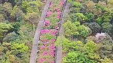 深圳梧桐山的杜鹃花开了，漫山遍野的，真好看，周末带上心爱的人一起去踏青赏花吧！#深圳户外 #梧桐山 