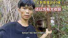 端午节割蜜20斤的诱蜂箱，以为中秋会有大收获，没想结果竟是这样