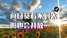 向日葵看不到太阳也会开放#运动夺金大挑战 #向日葵有个很好的花语 #愿所有美好如约而至 #对生活多一