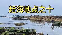 #赶海 #海鲜 视频结尾有具体的位置。关注我，带你看遍青岛的野山野水！
