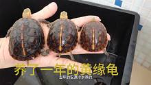 黄缘龟养了1年到底能长多大，今天拿养了1年头中尾苗大家看下