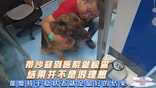 带德牧狗狗到医院检查，不太理想，能维持平稳状态就是最好的结果