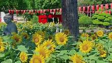 仙岳山土地公庙门口，向日葵花开了！#向日葵花海 #厦门户外 #向日葵