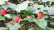 野草莓成熟的季节，你吃上了吗？#厦门#户外#美食#野草莓#徒步#抖音小助手