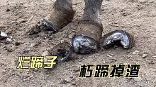 大脚驴烂蹄芯，切断大蹄子铲掉白粉状朽蹄，这下舒服啦！