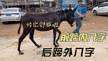 刚选中的驴前边内八字后边外八字蹄，不过秤不让修蹄子，太精明！