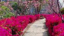 位于海沧大桥桥头的大屏山公园樱花开了，快来打卡吧#樱花#厦门#户外#dou上热门