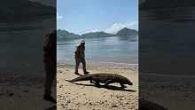 Real life Jurassic park in Komodo National Park 