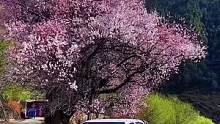 #创作灵感 长途跋涉，翻山越岭，只为遇见醉美的春天，雪域林芝桃花，正在怒放！#春暖花开奔你而来 #林