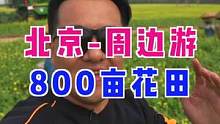 北京周边游，800亩花海太美了，田间小火车一定要坐#快乐五一去哪嗨 #五一出游抢人大赛 #北京种草大