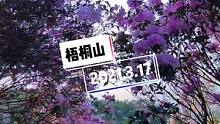 #花海#花开罗湖映山红  @看罗湖 打卡梧桐山杜鹃花海，当季盛开，免费不用预约，8号梧桐山南D口#旅