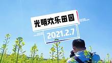 #油菜花 今年光明小镇欢乐田园的油菜花盛开了，一片黄色的花海美极了，光明大街站A出口#春暖花开奔你而