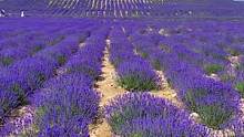这里是东方的普罗旺斯，中国最大的薰衣草生长基地。新疆伊犁霍城薰衣草开花了。