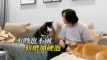 小柴犬成精了，聊啥都能听得懂，套路主人妥妥的