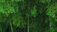 “竹林惹了细雨，浓墨惹了相思，竹林听雨，品一份安宁，享一时闲暇！”#下雨 #治愈