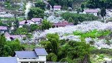 如果说世外桃源有颜色，那它一定是这种漫山遍野的白，那白墙灰瓦，照亮了多少游子的心。#乡村 #风景