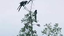 #人与自然和谐共处 #抓拍瞬间 #喜鹊 @感谢抖音平台，感谢大家支持！