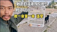 救助的流浪狗咬死一只鸟赔了400，救一命却害了一命，造孽啊   ｜流浪生活 ｜樂浪星