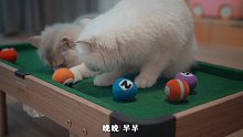 晚晚：教你一套猫咪台球杆法，你学废了吗