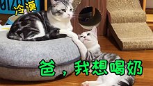 猫也会对猫撒娇么？小猫奶瘾犯了，粘着爸爸要奶喝...