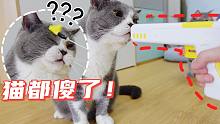铲屎官想给猫一个惊喜！猫：只有惊没有喜！