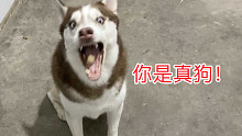哈士奇：你这一下给我整不会了！