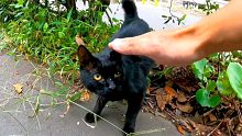 歩道にいた黒猫ちゃん、一旦は逃げたけどやっぱりモフられに出てきた