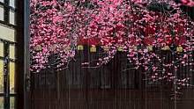 听雨是种宣泄，看雨是一种解压，原来是这山居小院惹了骤雨，粉色腊梅惹了相思，治愈了人心。#风景 #治愈