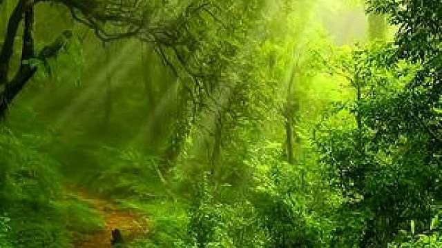 远离喧嚣,亲近大自然,观山林,闻鸟鸣,修心之清净,得世间大爱.