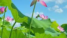 莲花乱脸色，荷叶杂衣香……