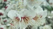 无意苦争春 ，一任群芳妒#梅花 #雪花特效
