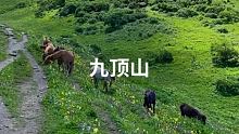 “周而复始，生生不息”#九顶山