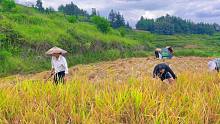 农村小潘家收稻谷了，妹妹一家人来帮忙干劲十足，又是一年丰收节