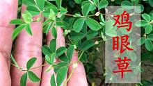 农村的鸡眼草是个“宝”，到底有啥价值？看完视频终于弄明白了