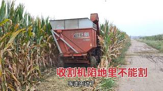 山东开始收割玉米，联合收割机都陷车不敢割，今年秋收可难了