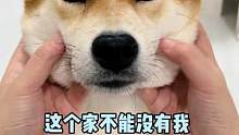 我感觉我今天的智商还不如一只狗#抖音动物图鉴