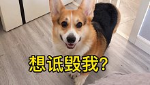 柯基：你自愿捡我回来的，现在后悔了？