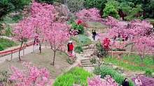 位于厦门岛内狐尾山公园里的樱花谷樱花花开了，来打卡吧！#厦门#户外#樱花 #抖音小助手