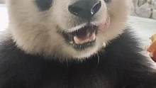 咔哧咔哧#佛坪熊猫王子