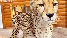 猎豹第一次吃肝脏，小表情一言难尽