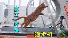 猫：不装了，我会两条腿跑跑步机！