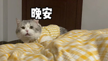 这个中秋节我也有小笨猫陪我啦～