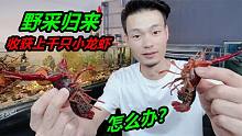 一次性收获上千只小龙虾，如果不出意外的话，来年有口福了