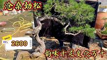 受朋友委托2600帮朋友淘了一棵山松，树干变化万千韵味十足，真值