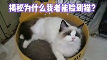如何才能捡到猫:揭秘为何我经常能捡到猫，还有品种猫？