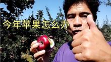 今年苹果非常好吃，吃过礼县有糖心的花牛苹果吗？太美味了