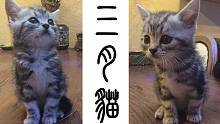 【三月猫】第一次见到三月~纪念一下！顺便2分钟猫奴大福利！~